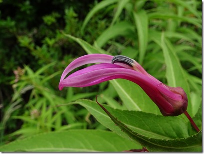 Lobelia bridgesii MTE (1)